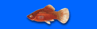 Platy
