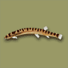 Geflecktes Dornauge
