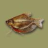 Mosaikfadenfisch
