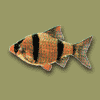 Sumatrabarbe